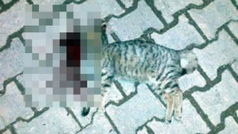 Tekirdağ'da iki kedi vahşice öldürüldü