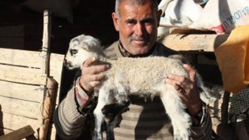 Denizli'de doğdu: 5 ayaklı kuzu