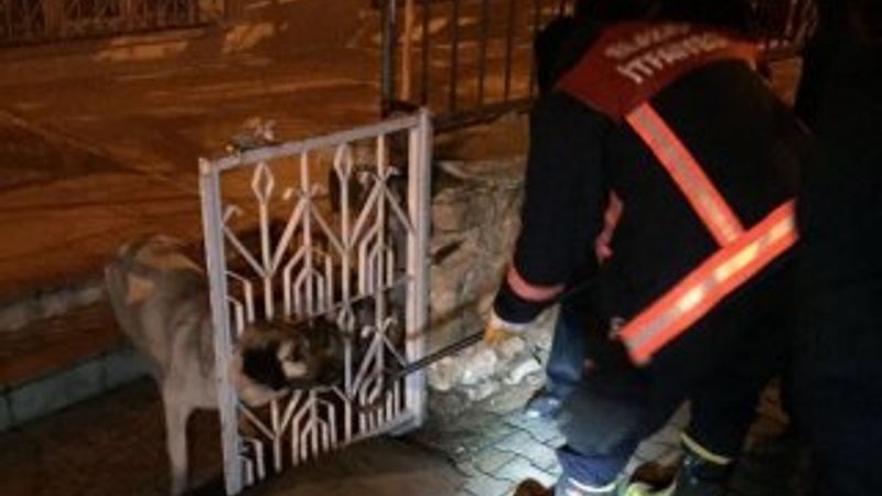 İtfaiye kafası sıkışan köpeği kurtardı
