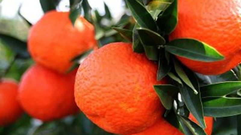 Mart ayının zam şampiyonu: Mandalina
