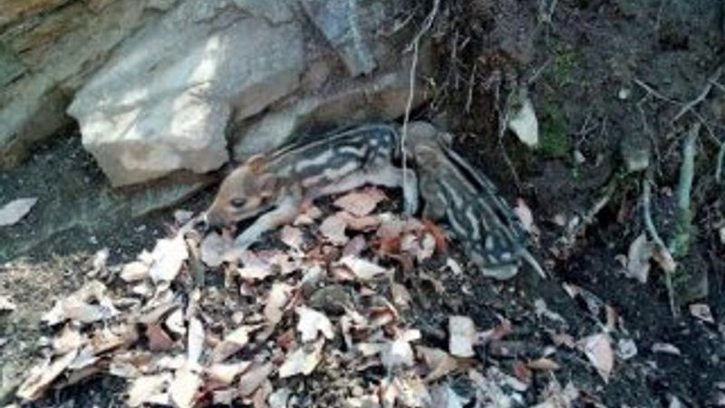 Çanakkale'de desenli yavru domuz görüldü