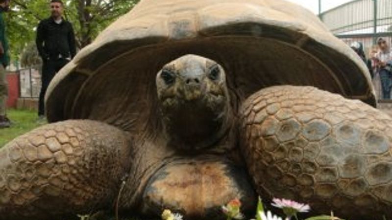 Kaplumbağa Tuki 97 yaşına girdi