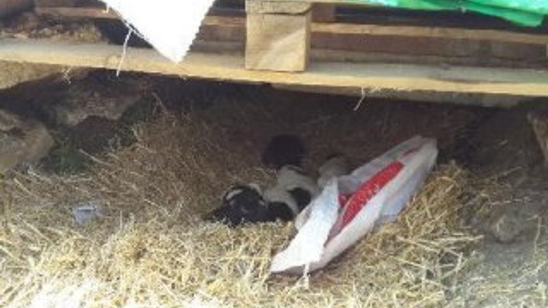 Yavru köpeklere polis sahip çıktı