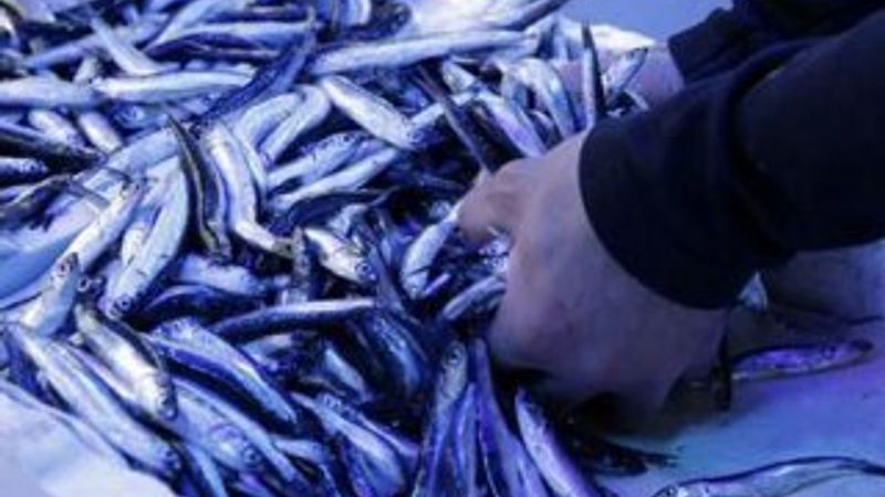 Denizlerde av yasağı başlıyor