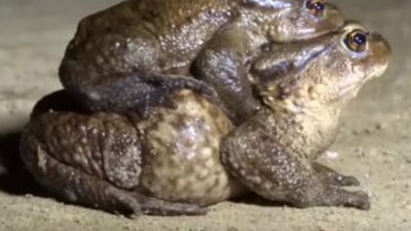 Çiftleşmek için birbirini sırtında taşıyan kurbağalar