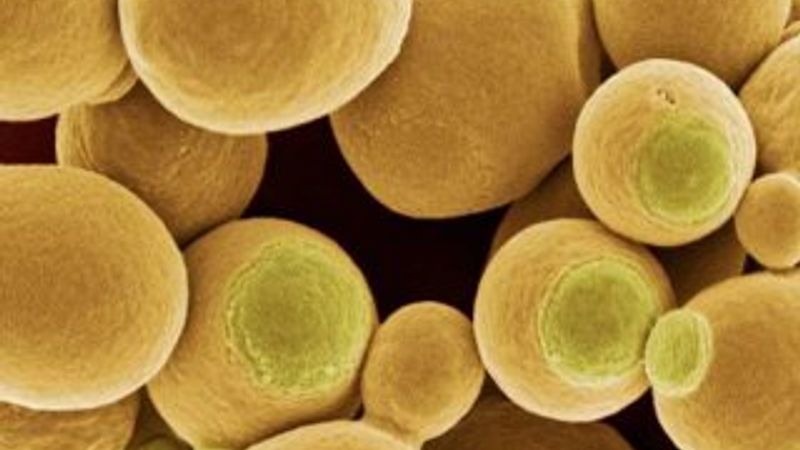 Mantar DNA'sında yeni antibiyotik keşfedildi