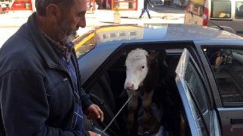 Buzağıyı otomobilin arka koltuğunda veterinere götürdü