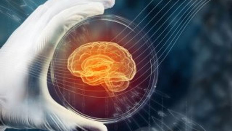 Bilim insanları beyin üretti