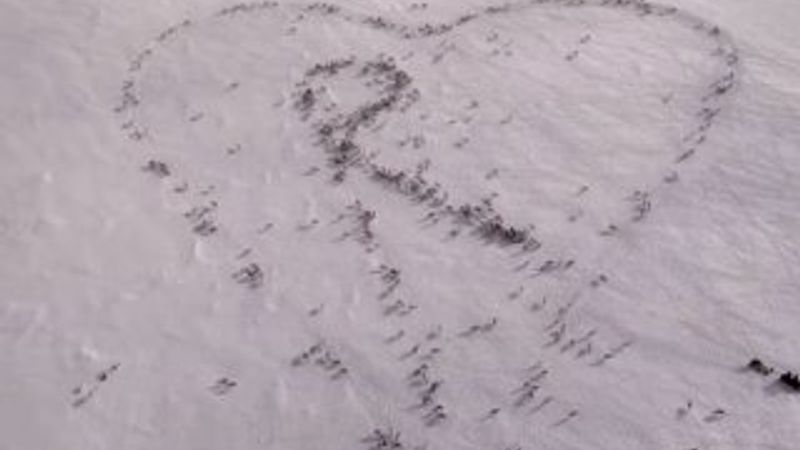 Norveçli çoban geyiklere kalp yaptırdı