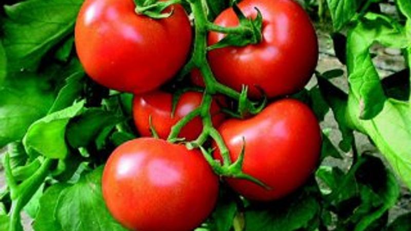 Nisan ayının zam şampiyonu: Domates