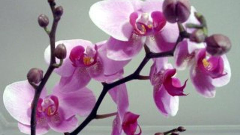 Orkide bakımı nasıl yapılır