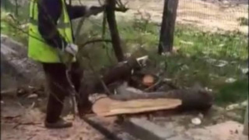 CHP'li Büyükçekmece Belediyesi ağaç katliamı yaptı