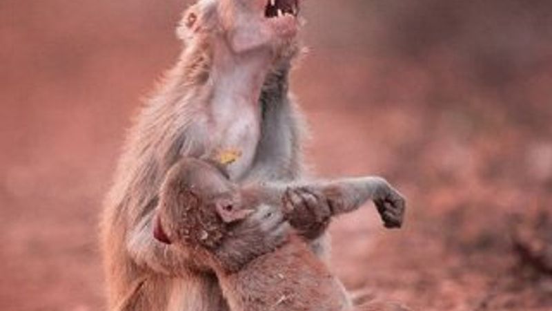 Anne maymun yavrusu için gözyaşı döktü