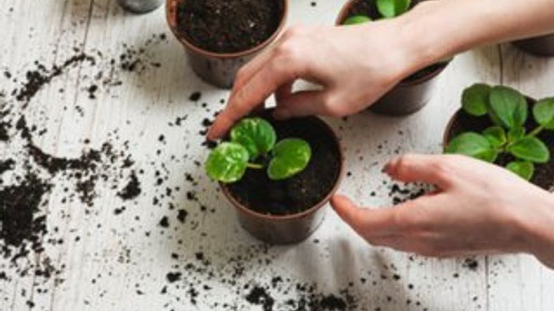 Saksı değişikliği nasıl yapılır