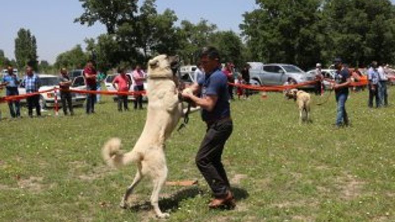 Denizli'de en güzel çoban köpeği seçildi