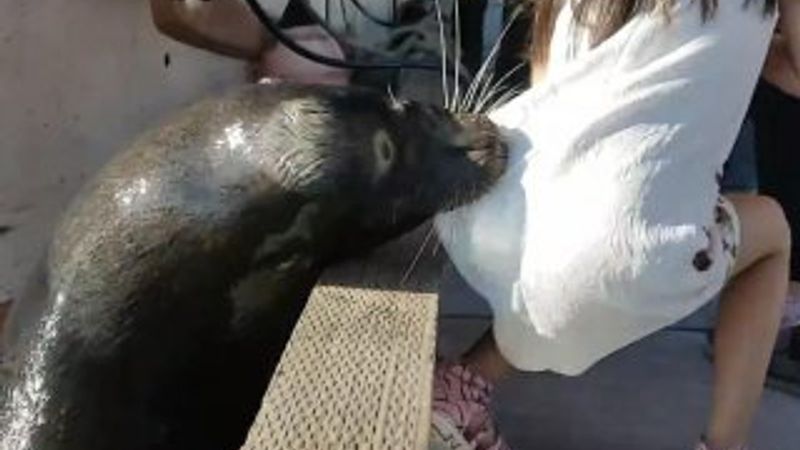 Deniz aslanı küçük kızı suya çekti