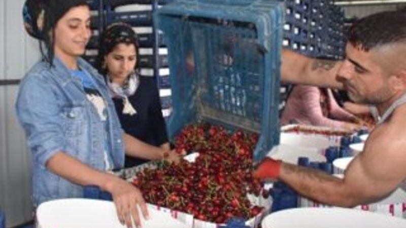 Kiraz hasadında yüzde 20 artış var