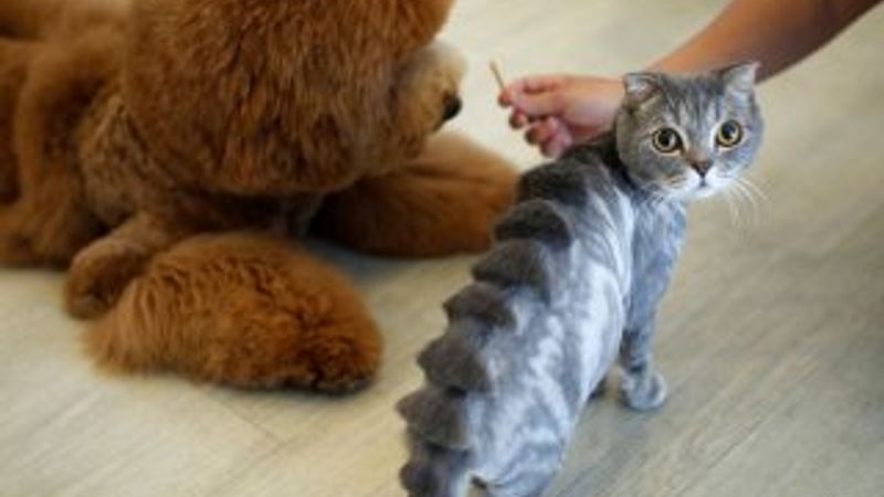 Pet shop'larda kedi ve köpek satışına yasak