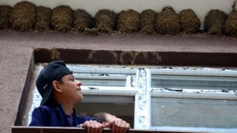 Muş'ta okula yuva kuran kırlangıçlar