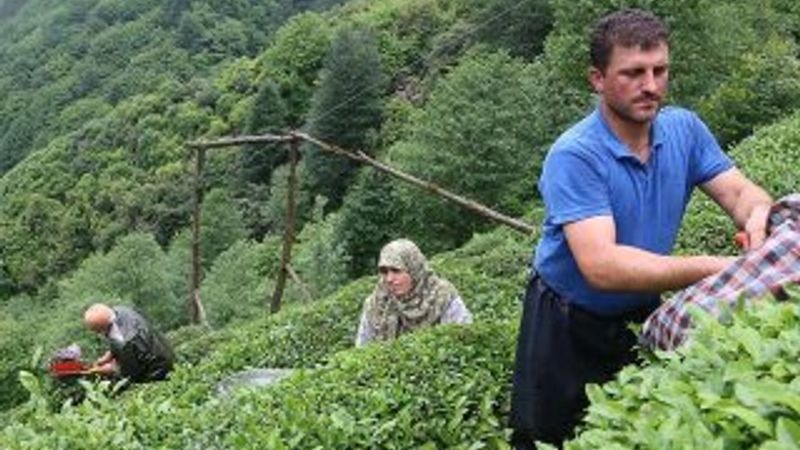 Yaş çay alım fiyatları açıklandı