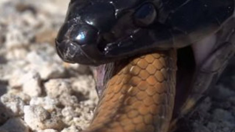 Yılanların savaşı görüntülendi