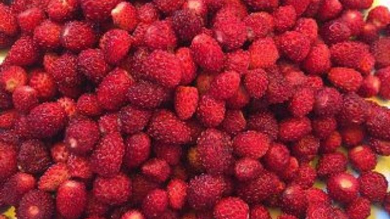 Organik dağ çileğinin kilosu 50 lira