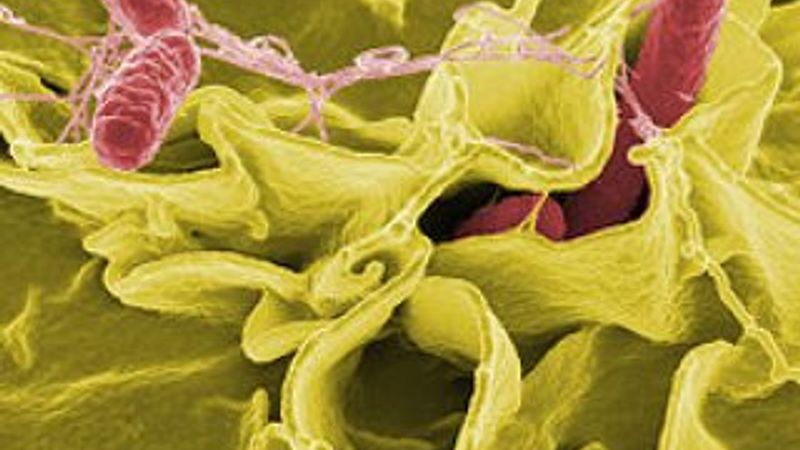 Sıcak havaların riskli bakterisi: Salmonella