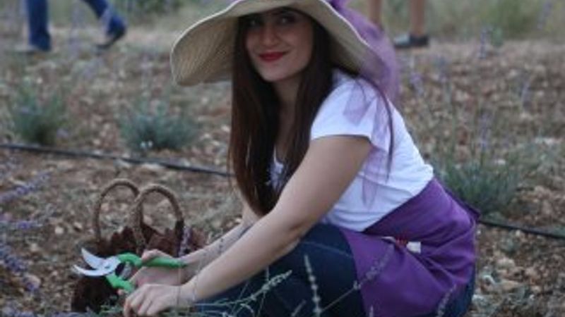 Adana'da lavanta hasat töreni