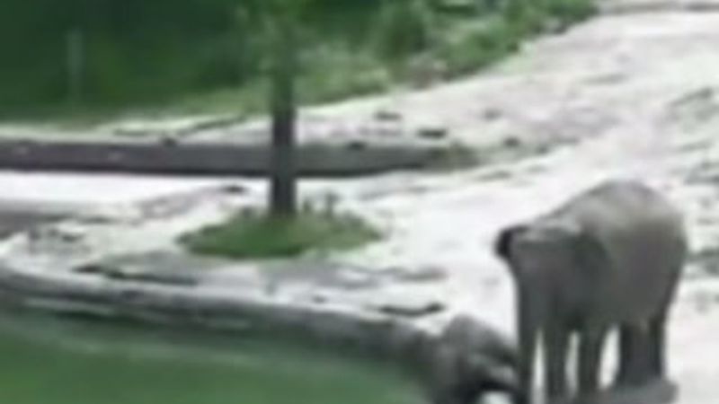 Gölete düşen yavru fili ailesi kurtardı