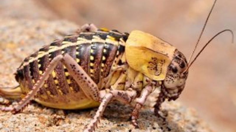 Tombul çekirgeye, profesörün soyadı verildi