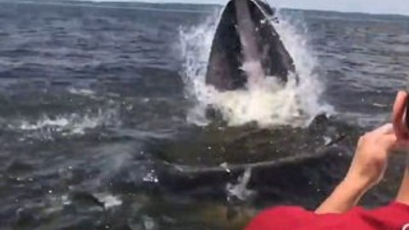 Aniden fırlayan balina balıkçıları korkuttu