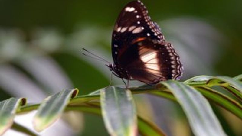 Birbirinden güzel kelebekler