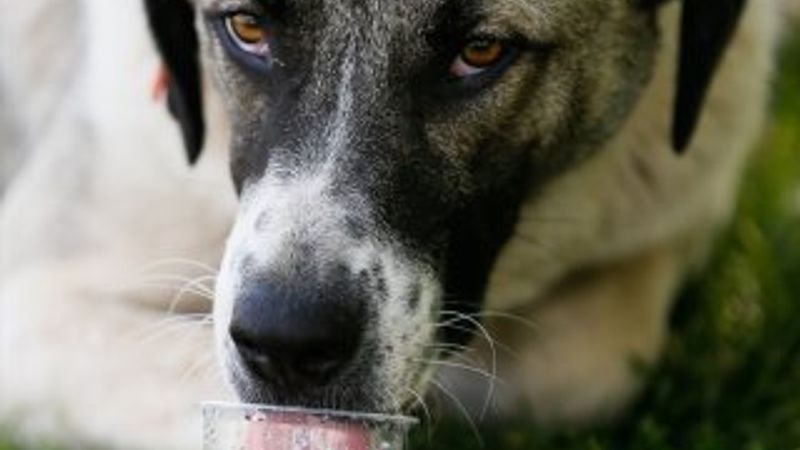 Sıcak havalarda hayvanları unutmayın