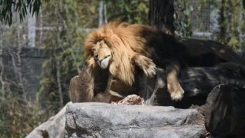 Sıcak, vahşi hayvanları da etkiledi