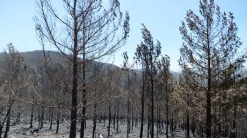 Alanya ve İzmir'de orman yangını