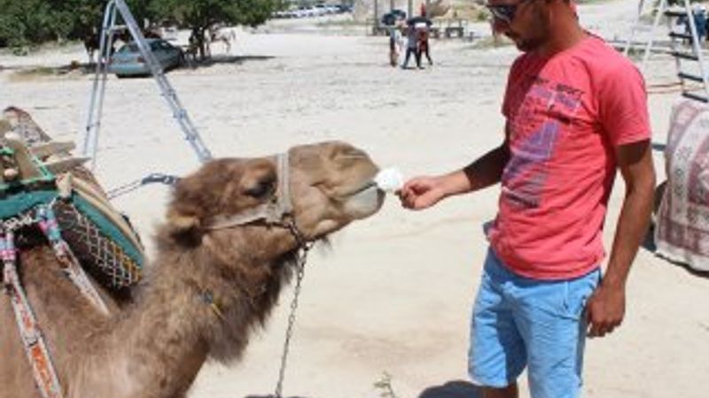 Kapadokya'da develeri dondurmayla serinletiyorlar