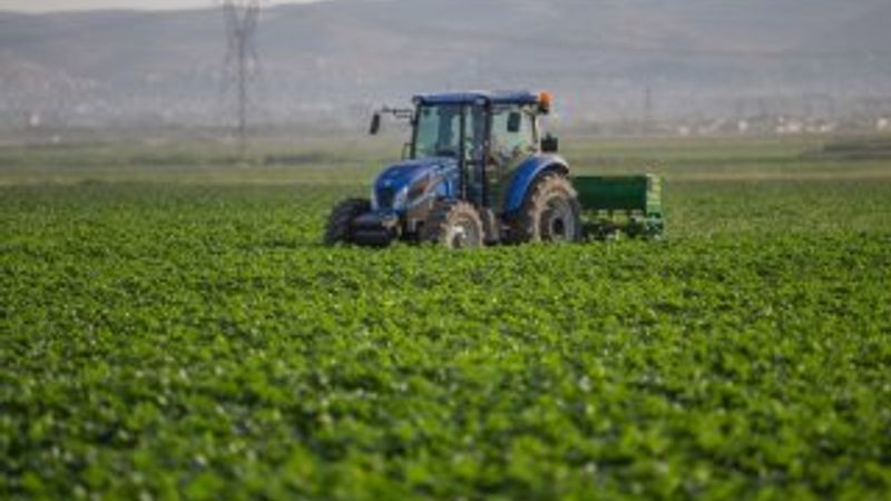 Kavurucu sıcaklar pamuk üretimine yarıyor