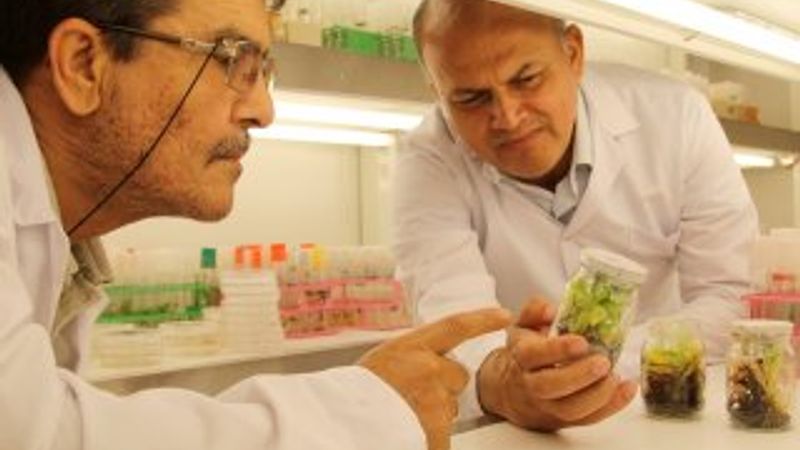 Verimli muz fidanları üretildi