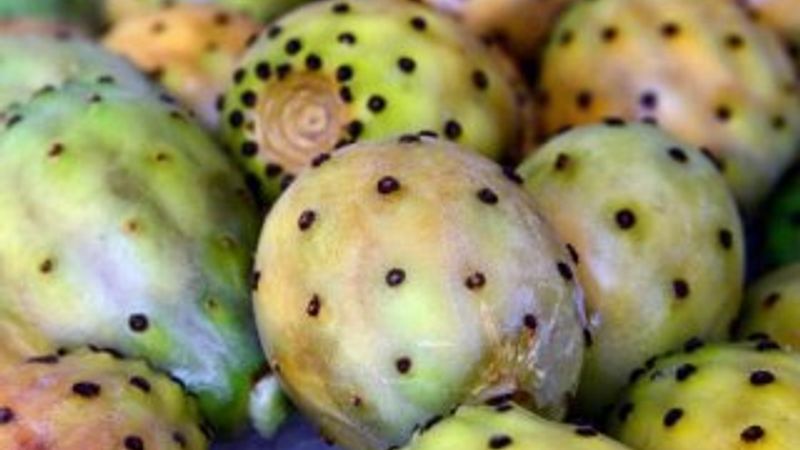 Çukurova'da dikenli incirle serinliyorlar