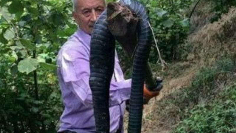 Giresun'da dev yılan öldürüldü