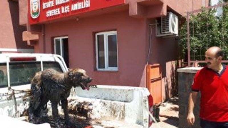 Petrole bulanan köpeği itfaiye kurtardı
