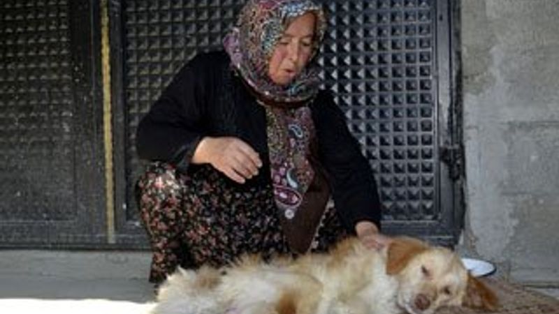 Felçli köpeği hayatta tutan 'anne' sevgisi