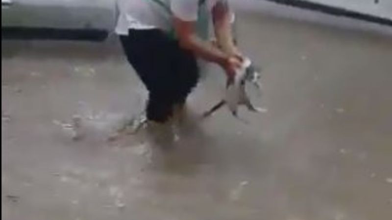 Sele kapılan kediyi kurtardı