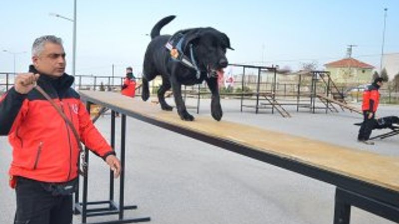 Arama kurtarma köpeği 'Şans' hayatını kaybetti