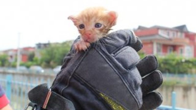 Dereye düşen yavru kedi kurtarıldı