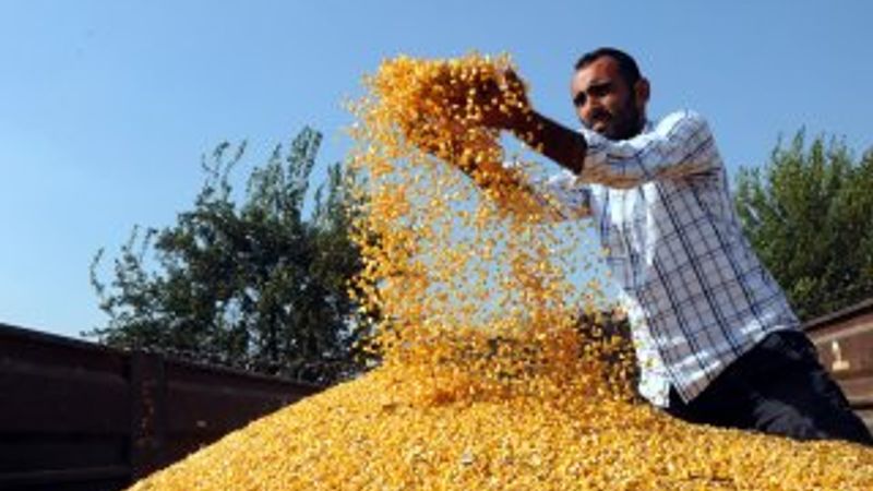 Çukurova'da mısır hasadı başladı