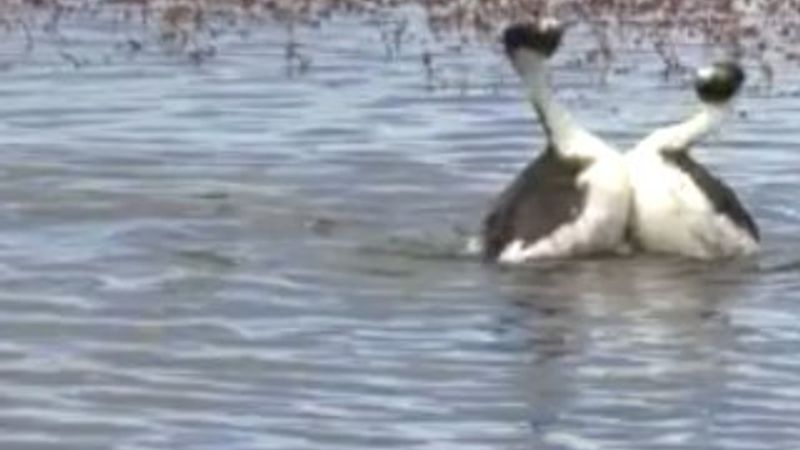 Tepeli batağan ördeklerinin dansı