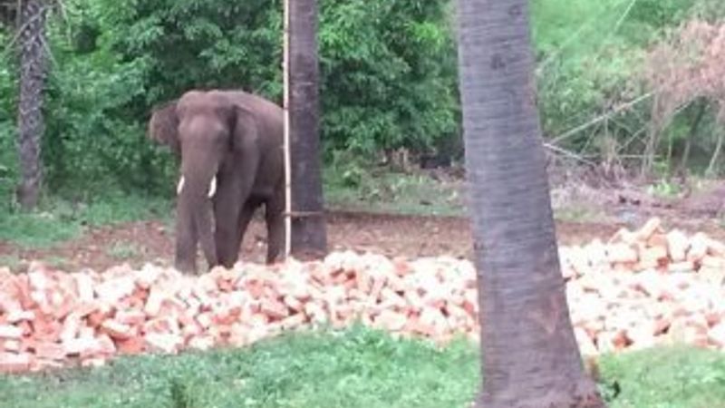 Hindistan'da fil 14 kişiyi öldürdü