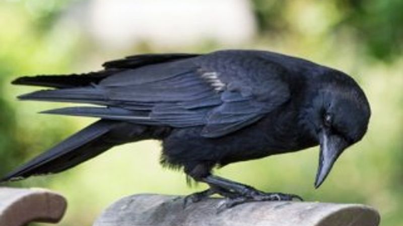 Hayvanlar ve böcekler asayiş olaylarında kullanılabilir