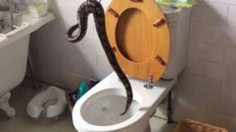 Evin tuvaletinden piton çıktı